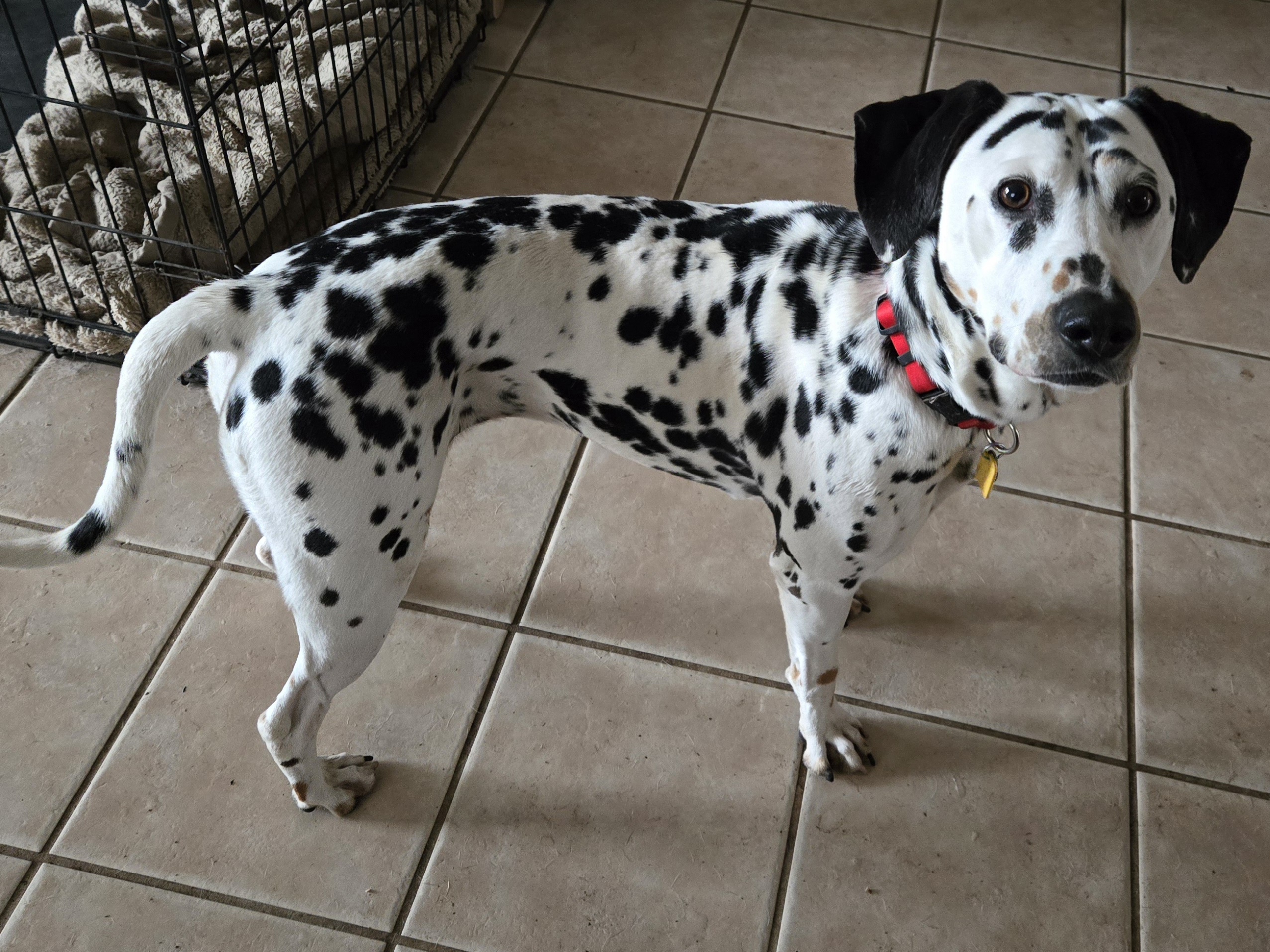 Enlarge Ariana, a Adopted Dalmatian in Lake Stevens, WA image 4/6