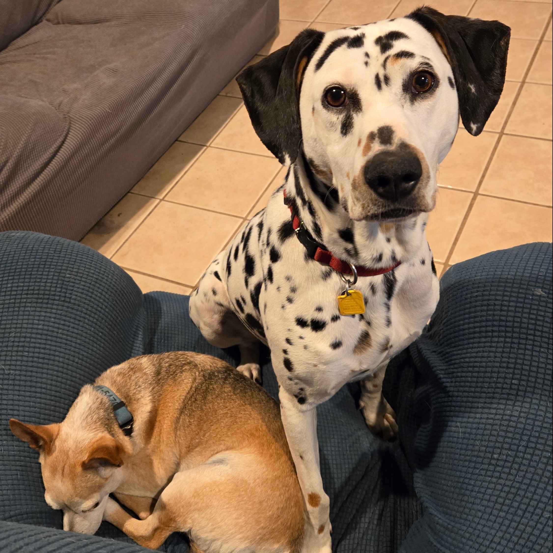Enlarge Ariana, a Adopted Dalmatian in Lake Stevens, WA image 5/6