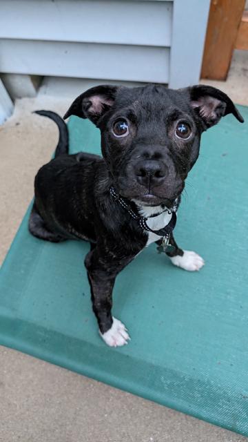**MACIE**, Adoptable, Puppy Female Boston Terrier.