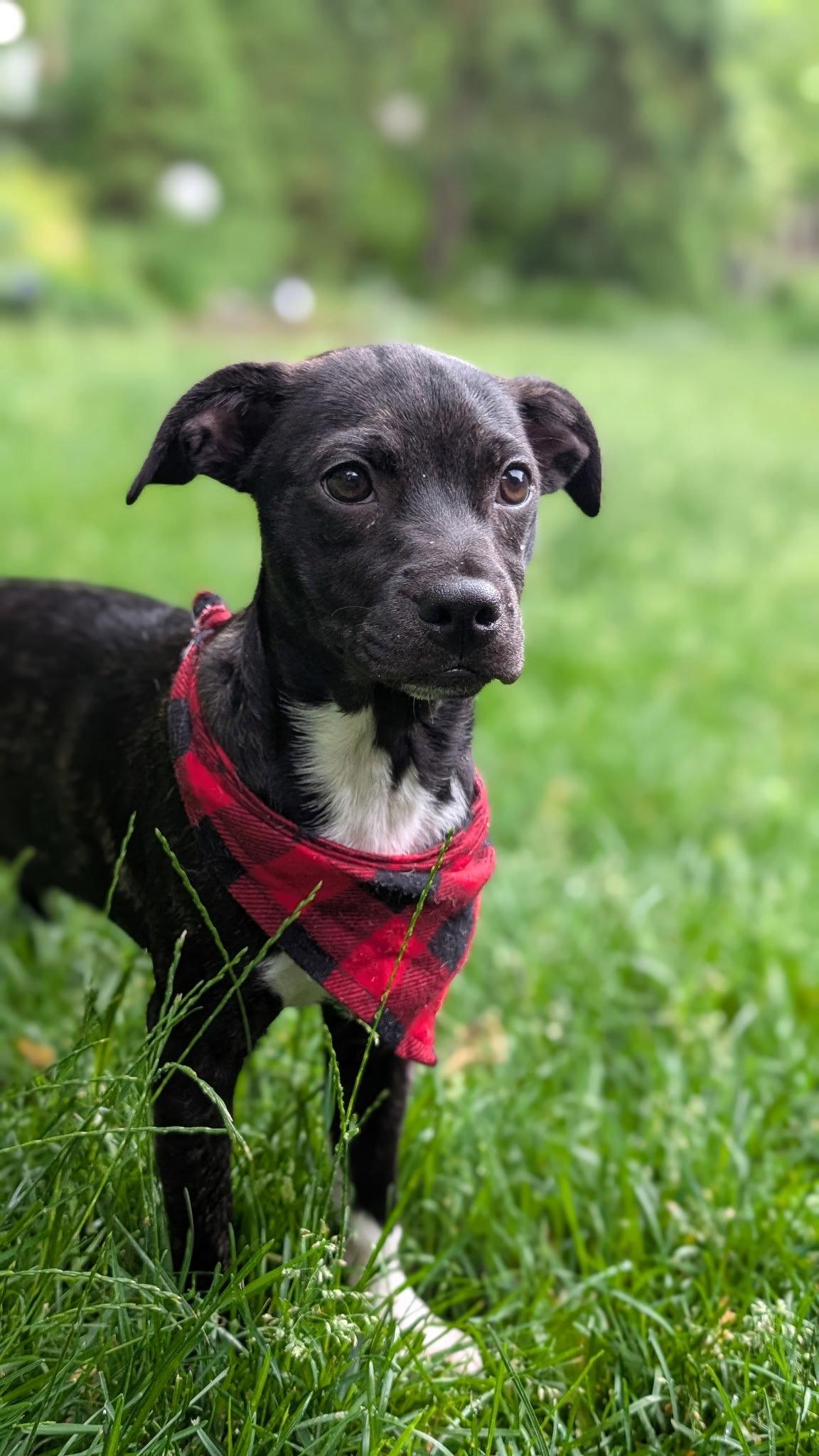 **MACIE**, a Adoptable Boston Terrier in North Prairie, WI image 2/2