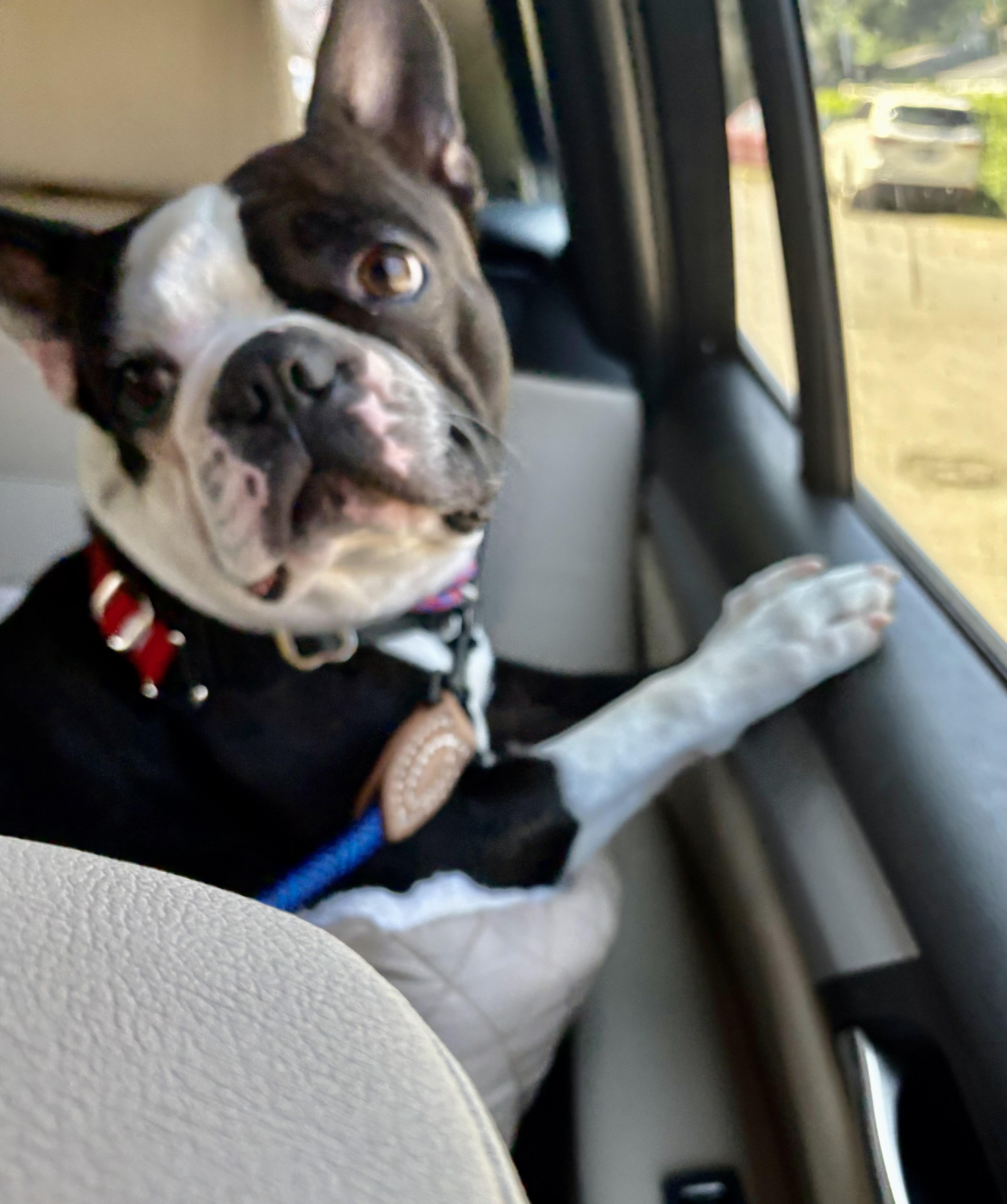 Enlarge Marco, a ADOPTABLE mixed breed in Seattle, WA image 2/6