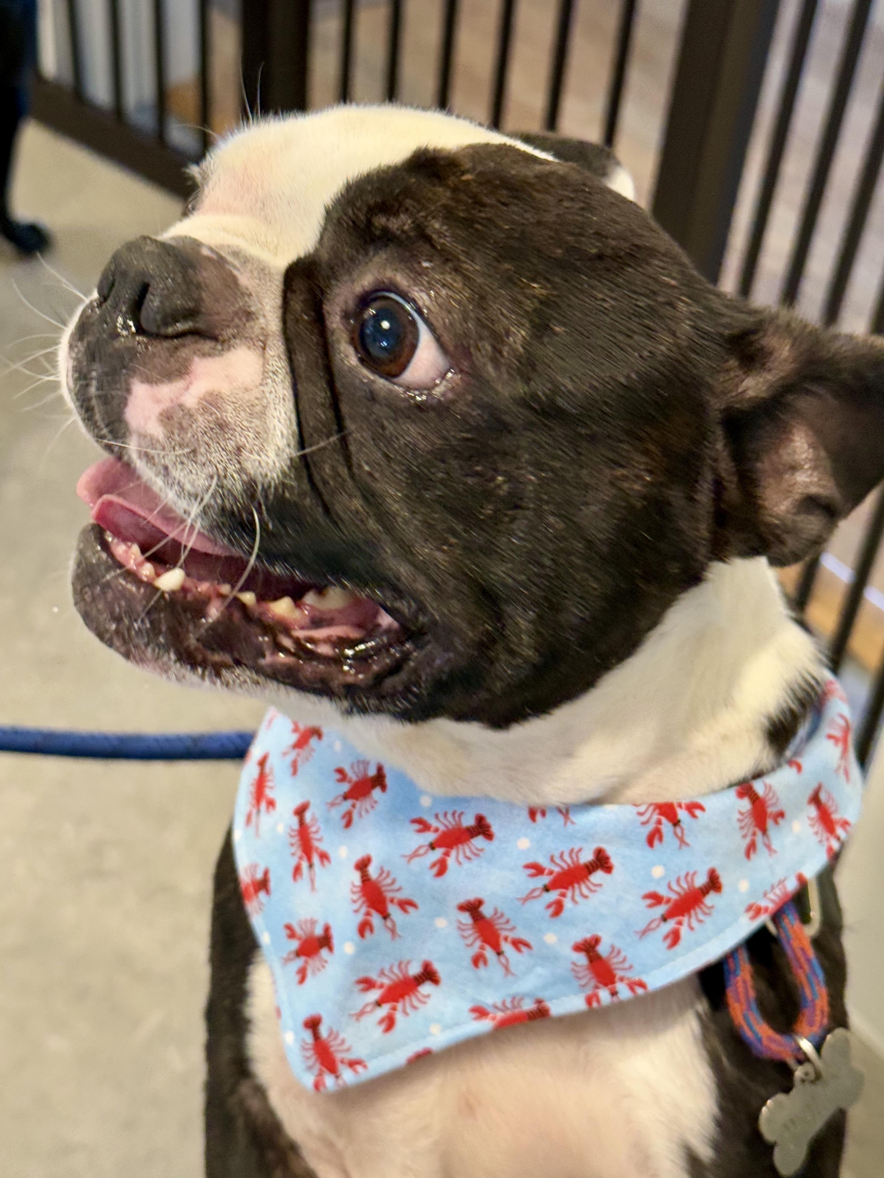 Enlarge Marco, a ADOPTABLE mixed breed in Seattle, WA image 1/6