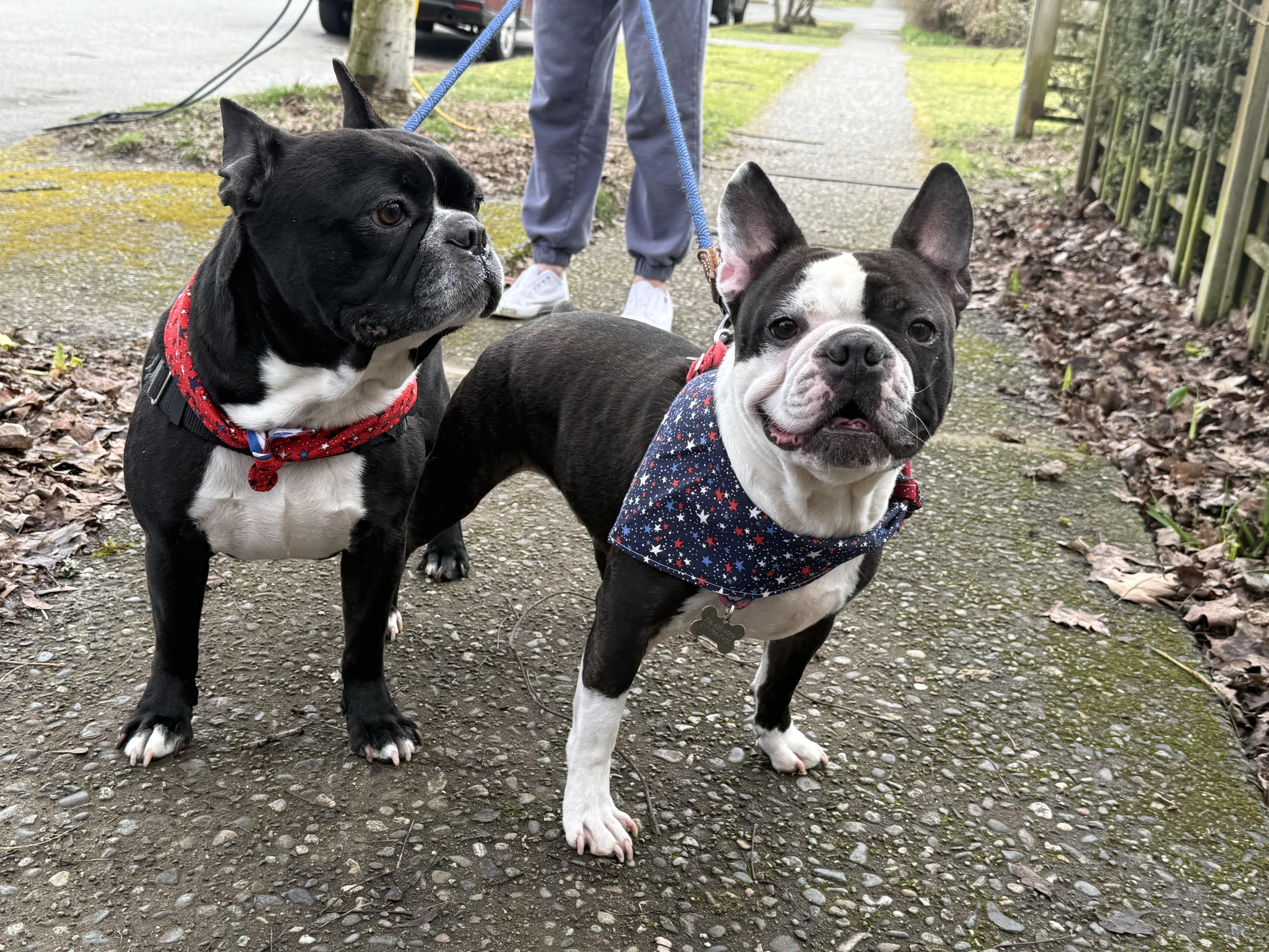 Enlarge Marco, a ADOPTABLE mixed breed in Seattle, WA image 5/6