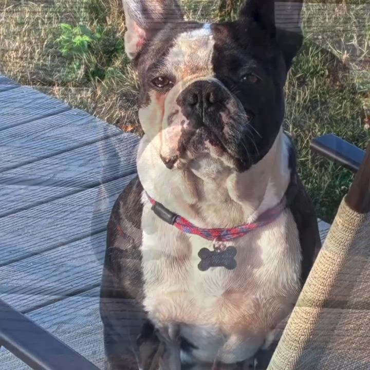 Enlarge Marco, a ADOPTABLE mixed breed in Seattle, WA video 6/6