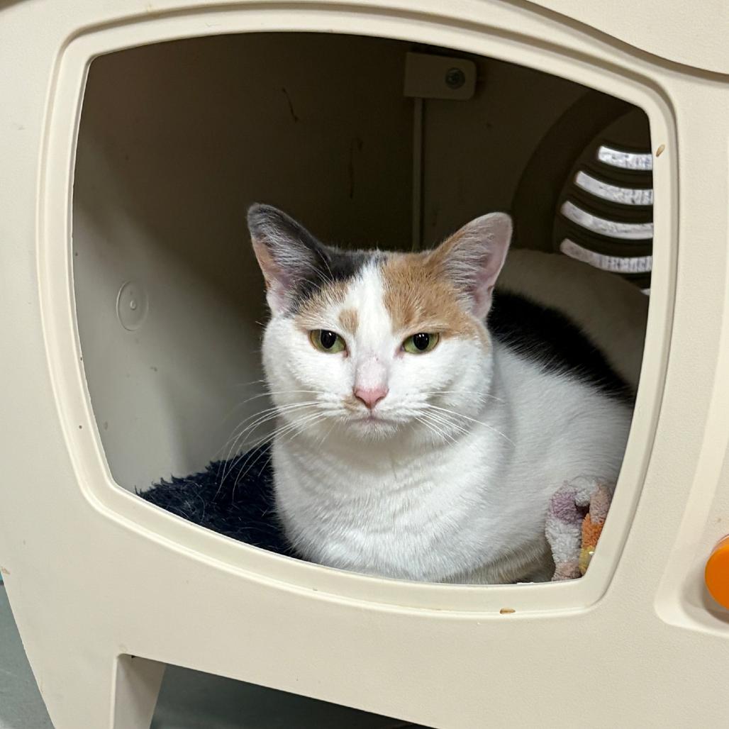 Enlarge Lumi, a Adoptable Domestic Short Hair in Granville, OH image 2/3