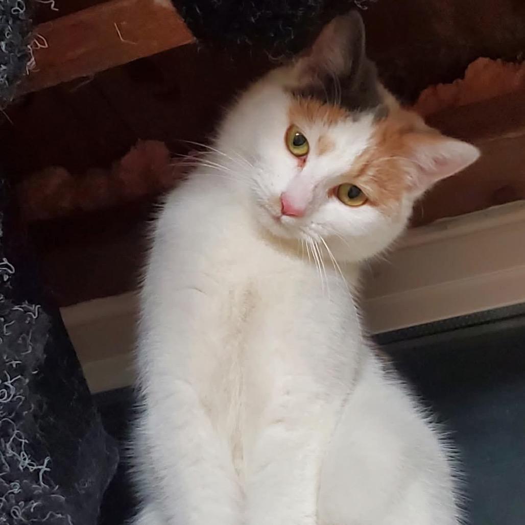 Enlarge Lumi, a Adoptable Domestic Short Hair in Granville, OH image 2/2