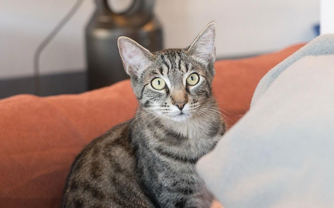 Cooper (bonded with Raja), a Adoptable Domestic Short Hair in Oakland, CA image 1/3