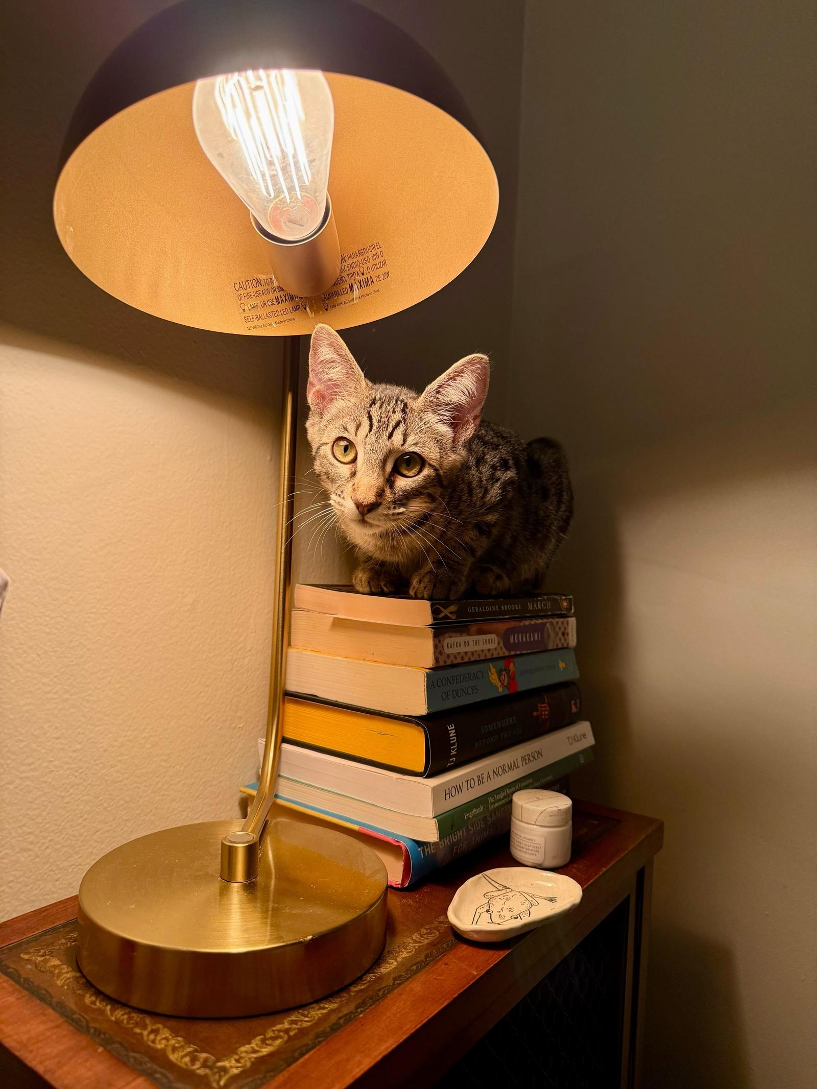 Cooper (bonded with Raja), a Adoptable Domestic Short Hair in Oakland, CA image 2/3