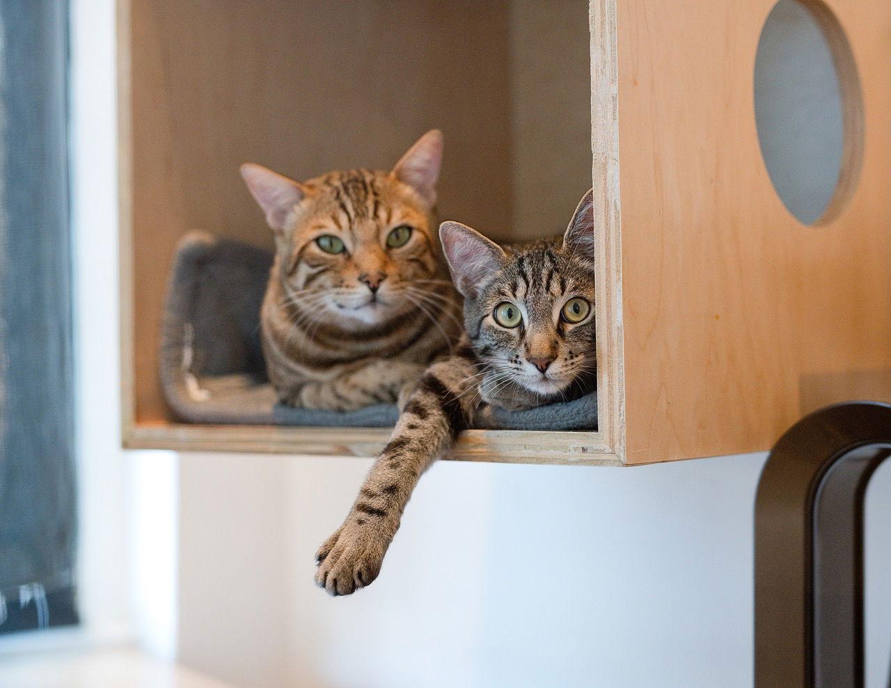 Cooper (bonded with Raja), a Adoptable Domestic Short Hair in Oakland, CA image 3/3