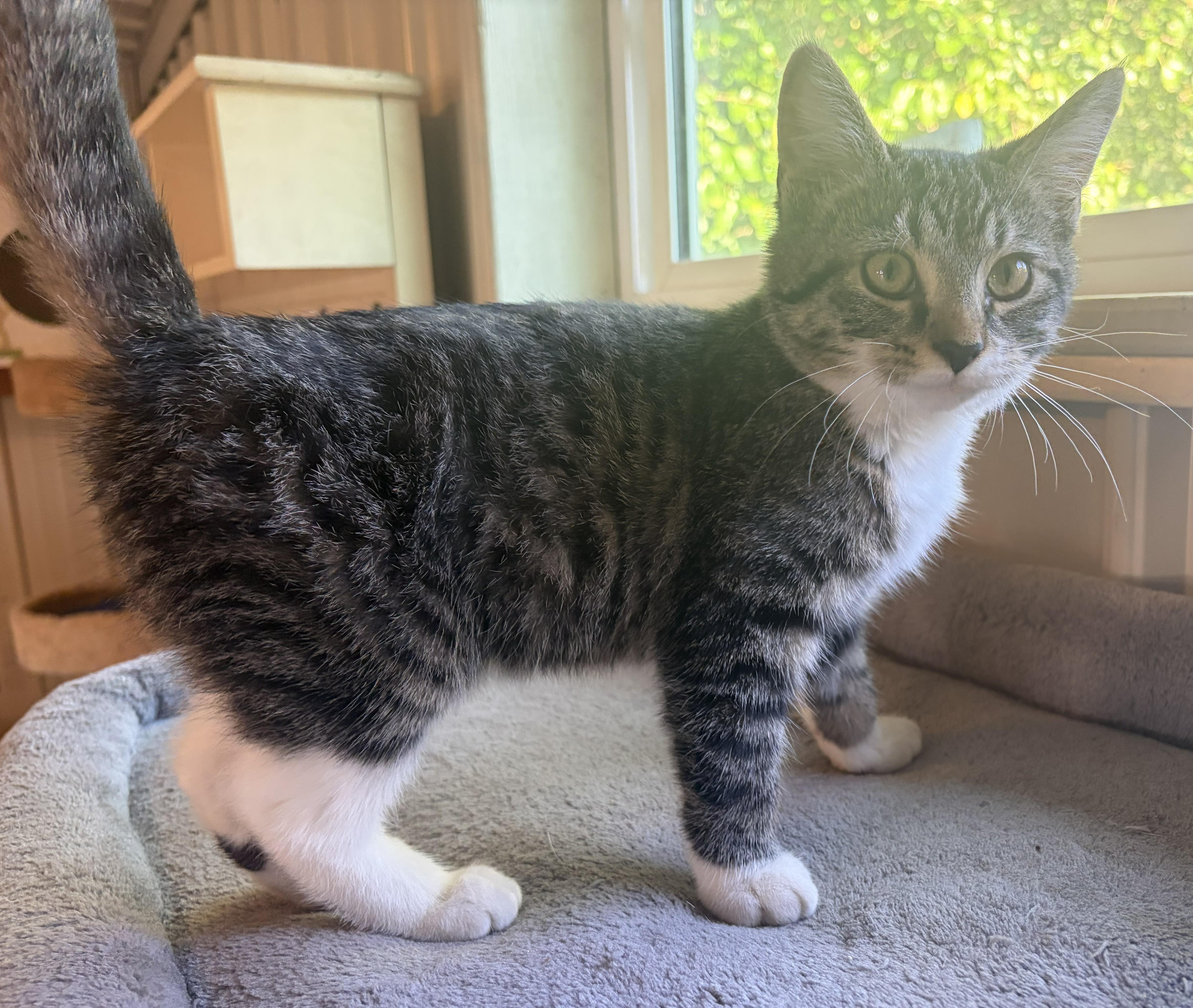 Enlarge Levi, a Adoptable Domestic Short Hair in Mount Sterling, KY image 6/6