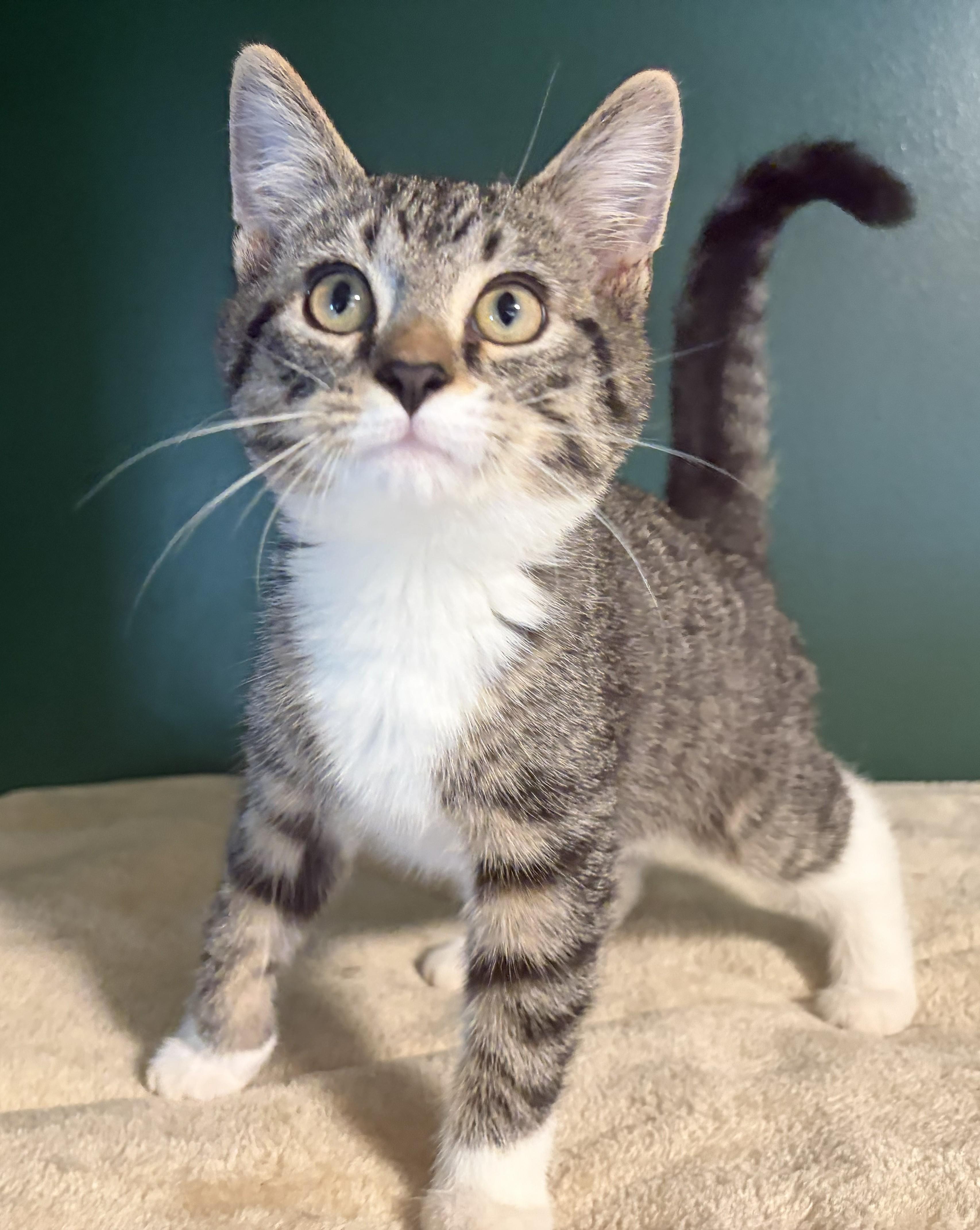 Levi, Adoptable, Kitten Male Domestic Short Hair.