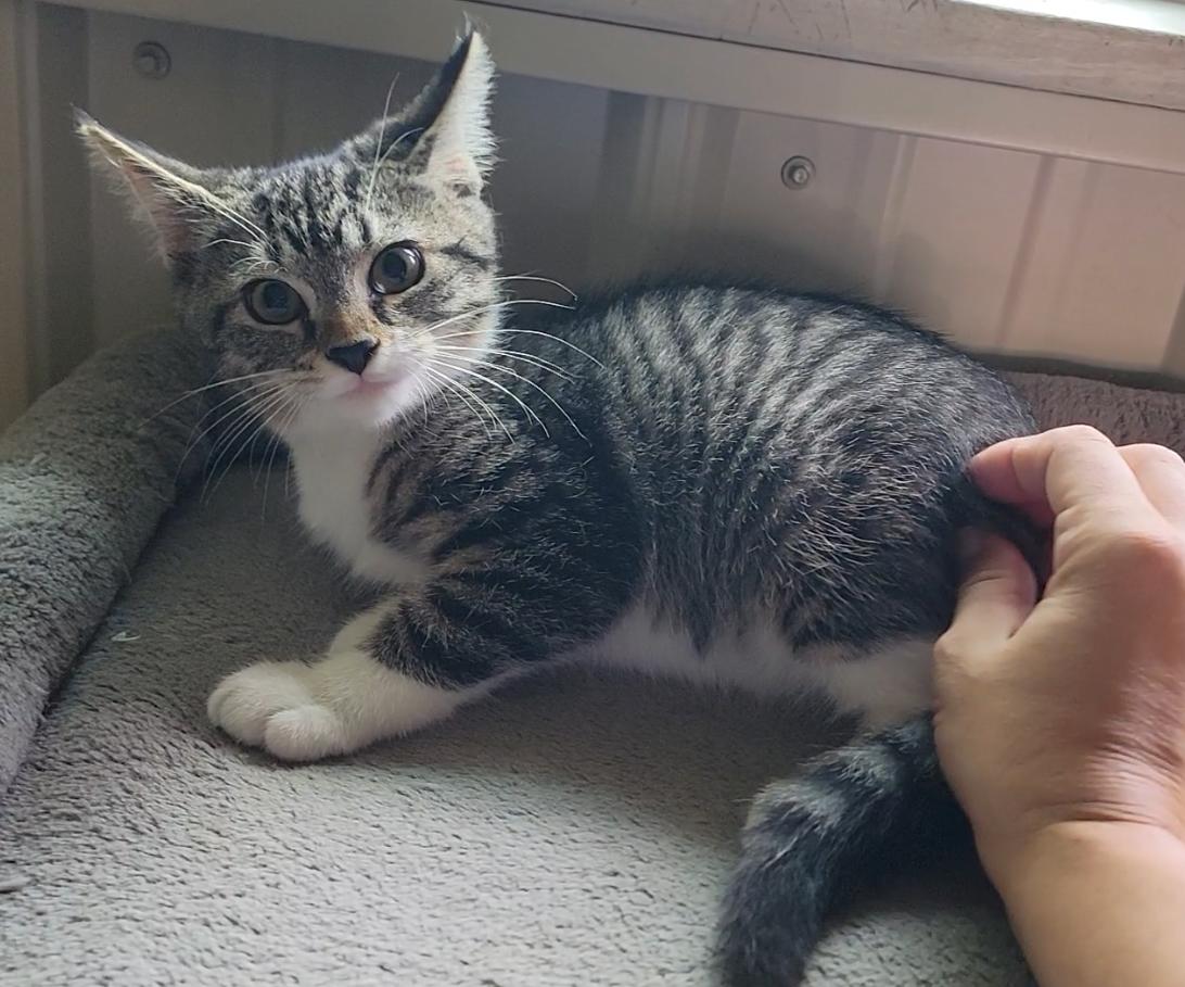 Enlarge Levi, a Adoptable Domestic Short Hair in Mount Sterling, KY image 4/6