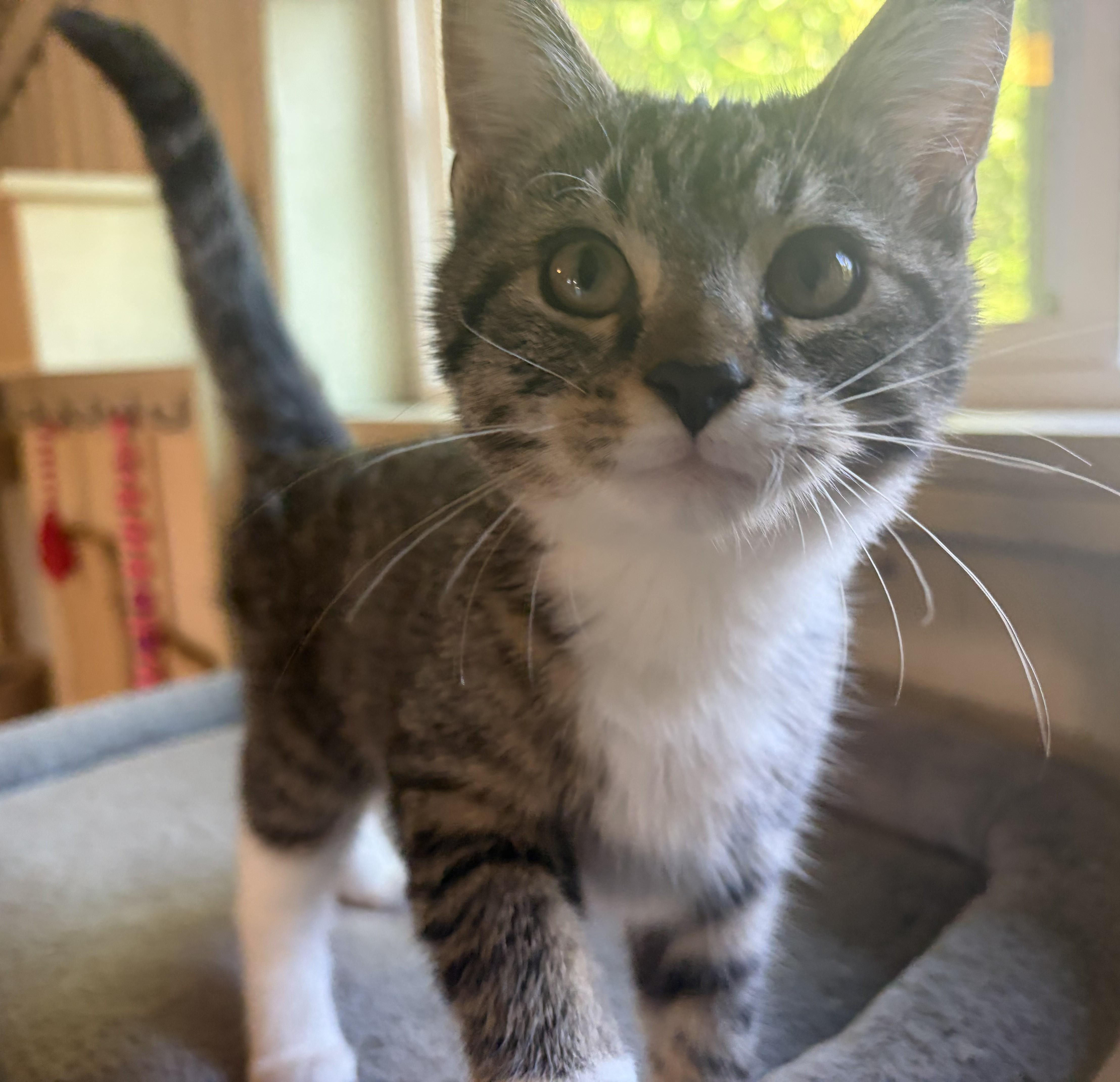 Enlarge Levi, a Adoptable Domestic Short Hair in Mount Sterling, KY image 5/6