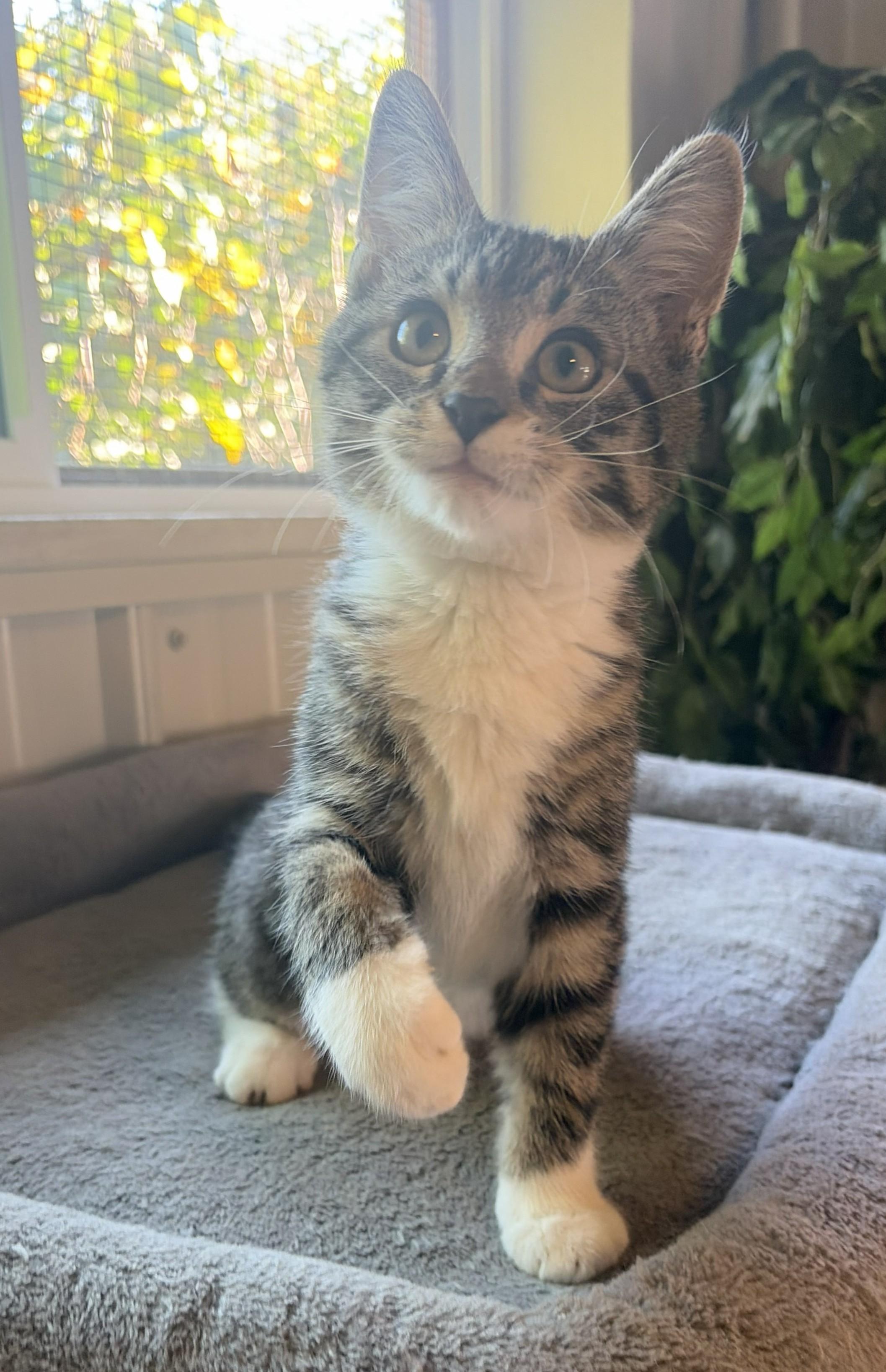Enlarge Levi, a Adoptable Domestic Short Hair in Mount Sterling, KY image 2/6