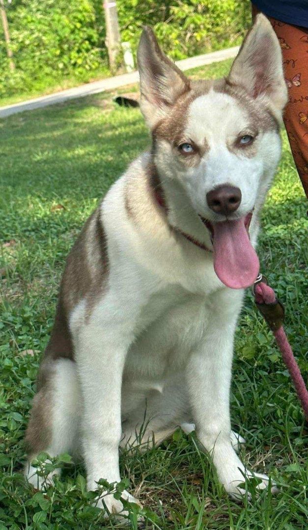 Enlarge Nikoda, a Adoptable Siberian Husky in Lake Helen, FL image 1/1