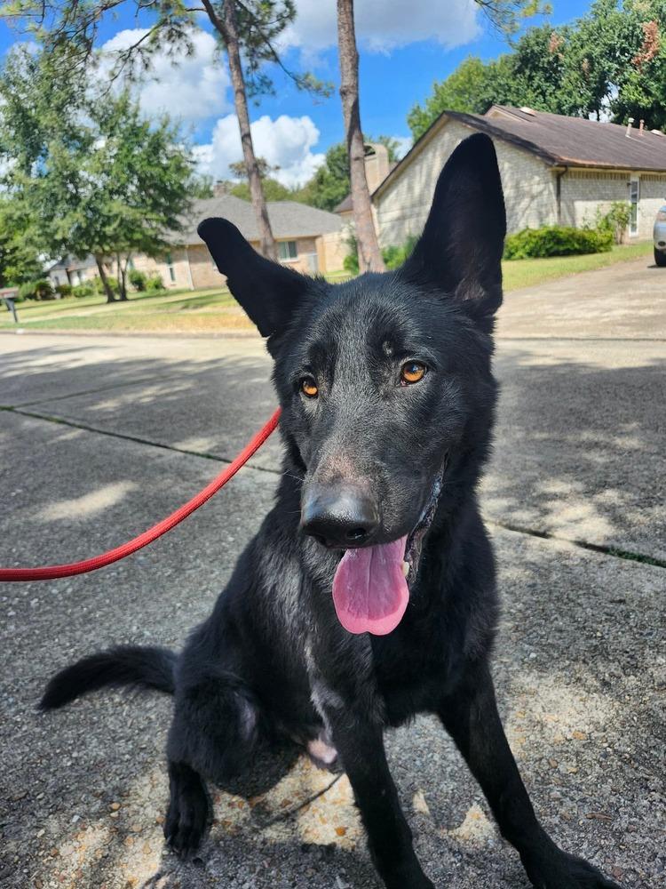Ronan Midnight, Adoptable, Adult Male German Shepherd Dog.