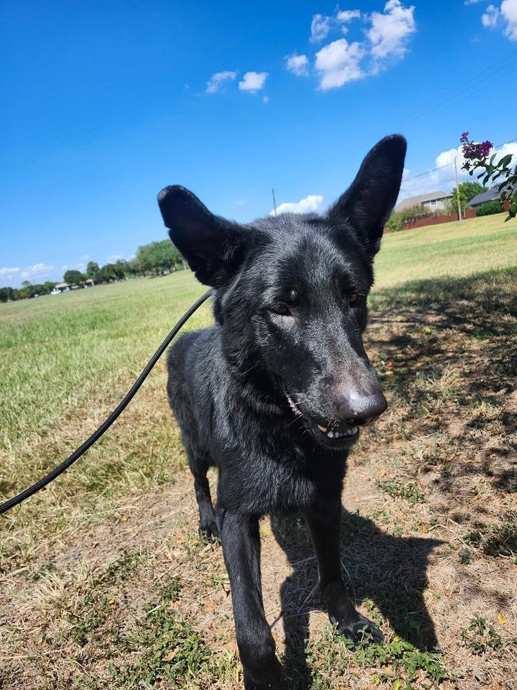 Enlarge Ronan Midnight, a Adoptable mixed breed in Sealy, TX image 2/4