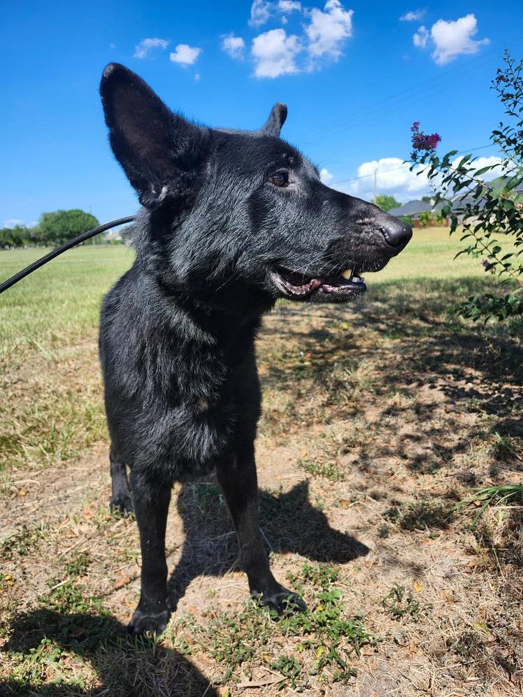 Enlarge Ronan Midnight, a Adoptable mixed breed in Sealy, TX image 3/4