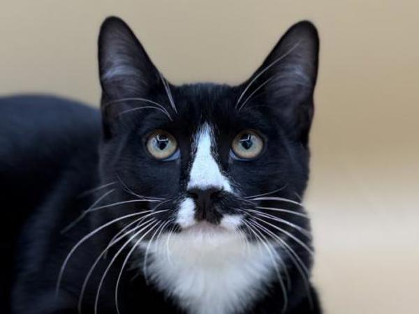 Bert, Adoptable, Kitten Male Domestic Short Hair.