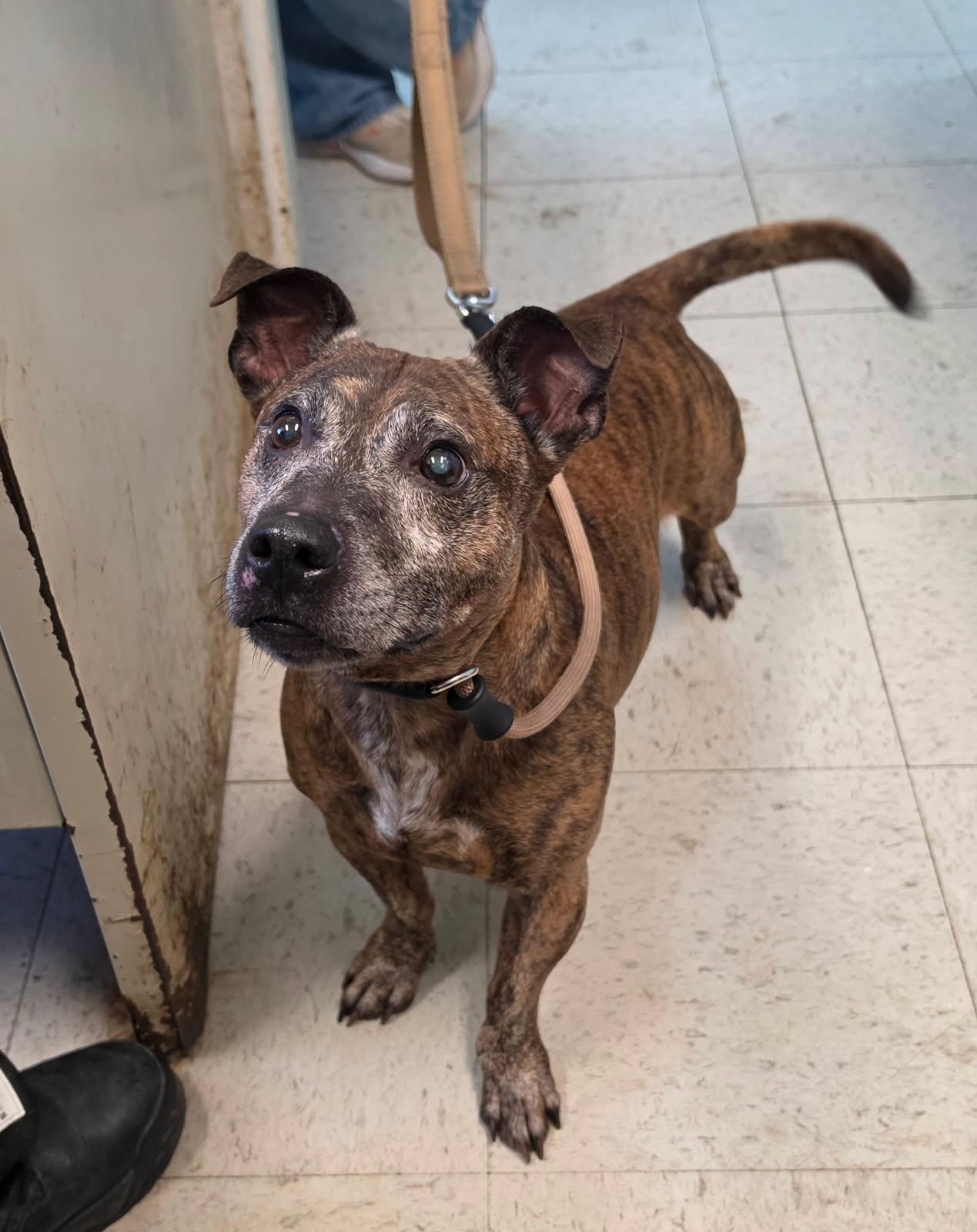 Enlarge FLAPJACK (cc7262), a Adoptable mixed breed in West Orange, NJ image 3/5