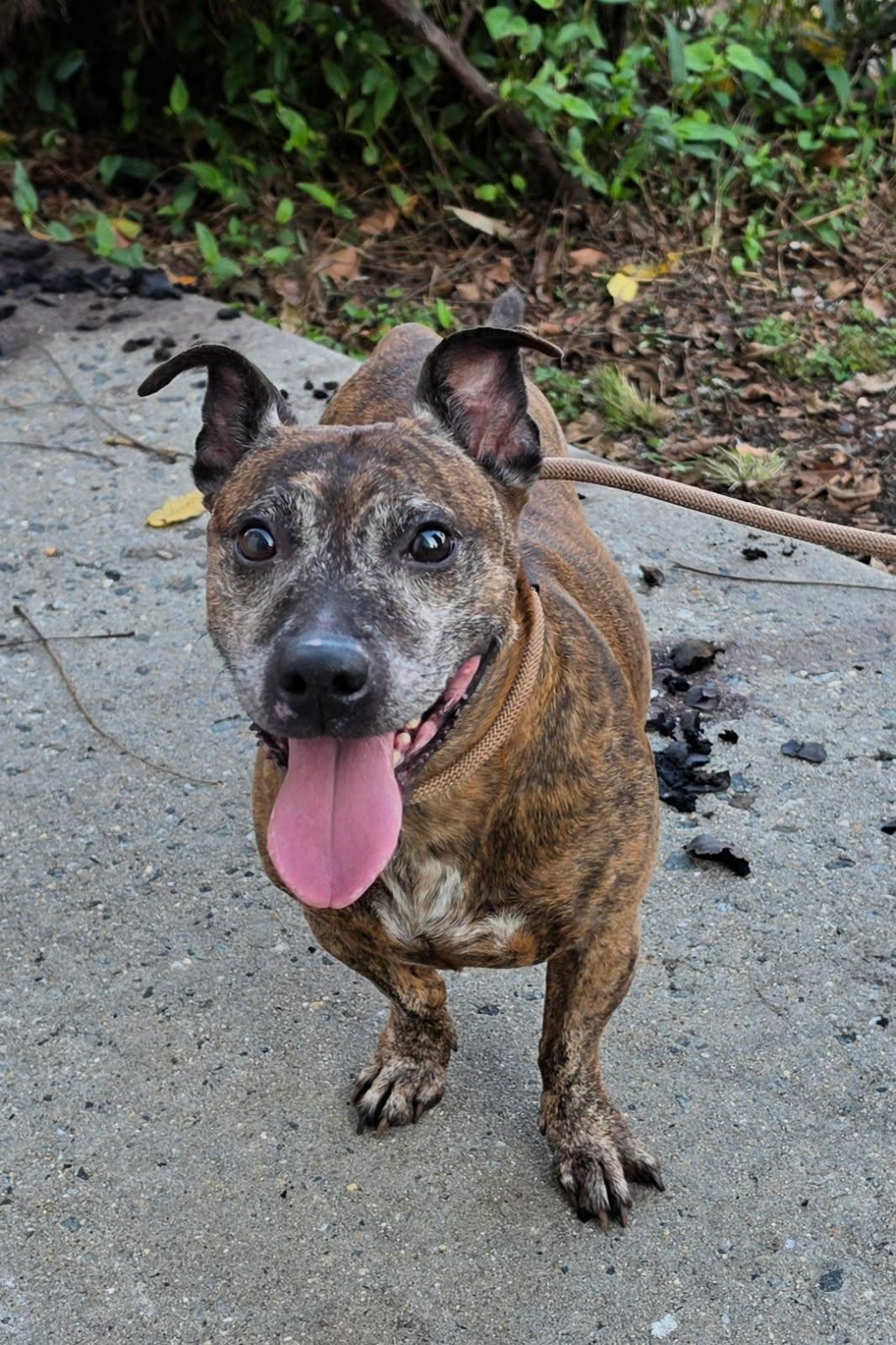 Enlarge FLAPJACK (cc7262), a Adoptable mixed breed in West Orange, NJ image 2/5