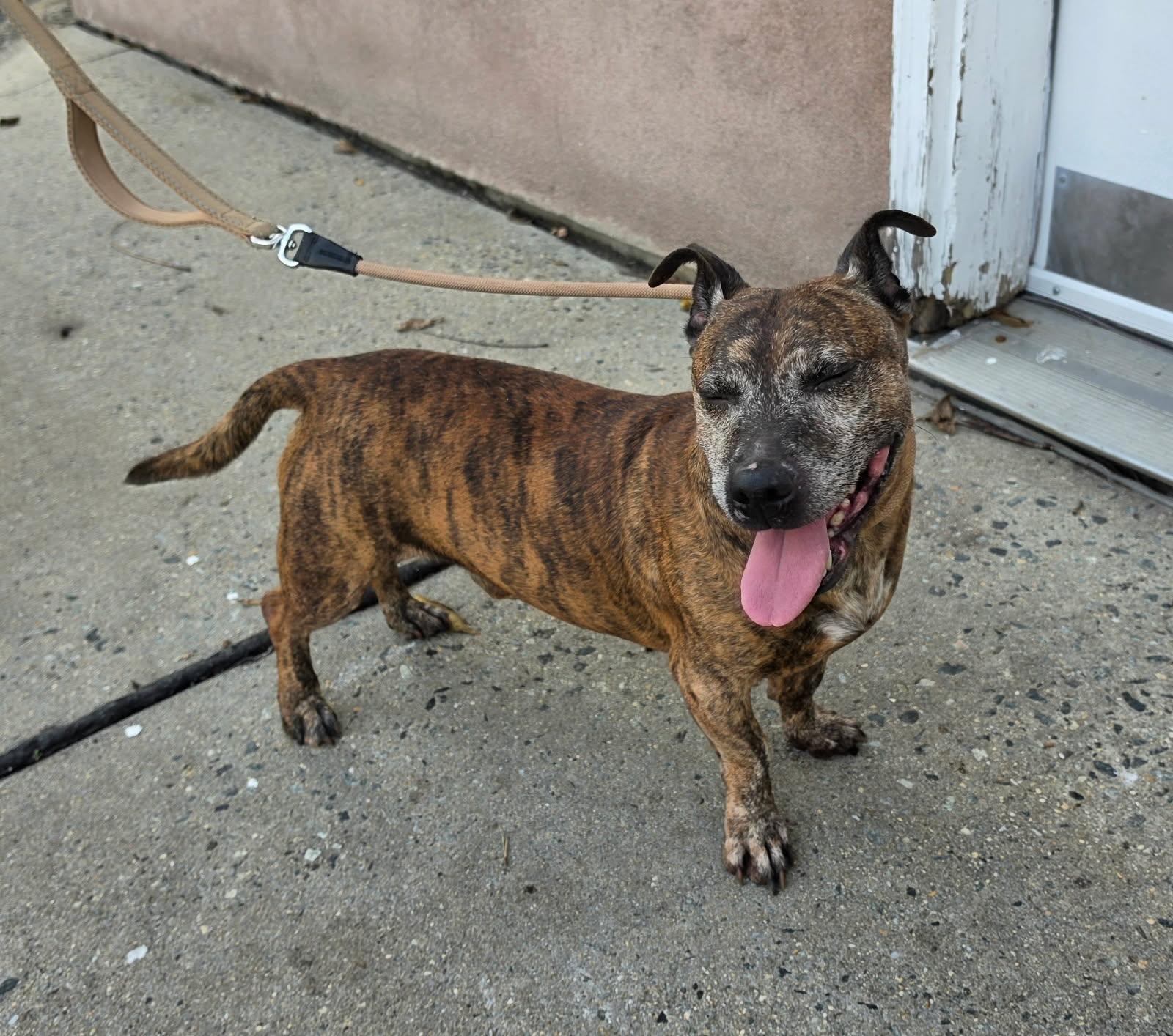 Enlarge FLAPJACK (cc7262), a Adoptable mixed breed in West Orange, NJ image 4/5
