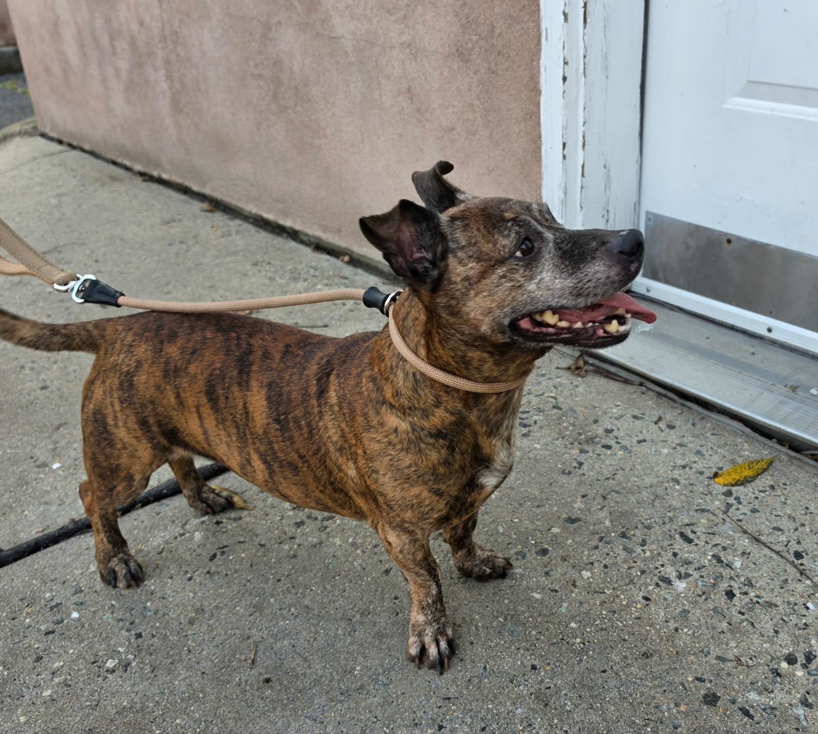 Enlarge FLAPJACK (cc7262), a Adoptable mixed breed in West Orange, NJ image 5/5