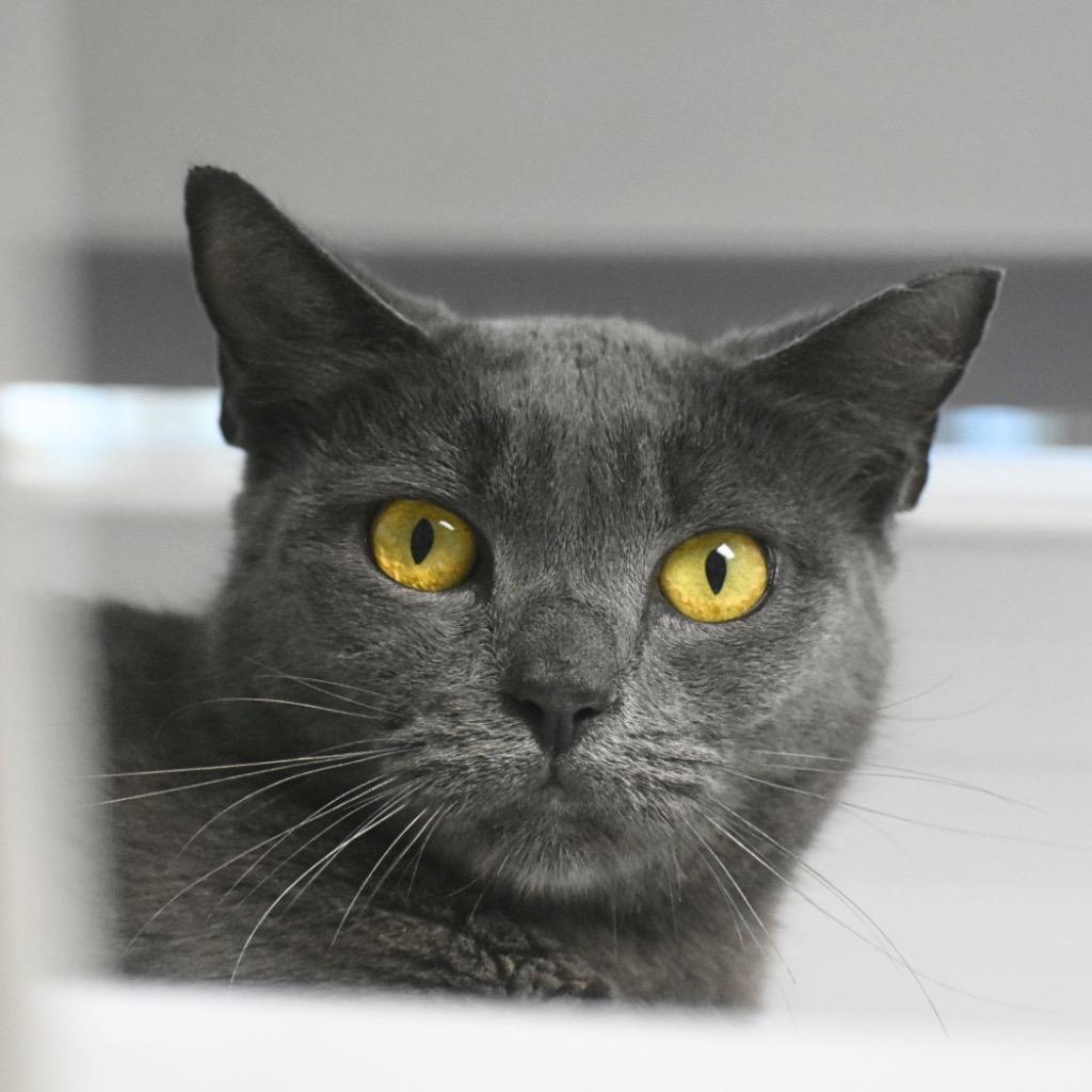 Violet, Adoptable, Young Female Domestic Short Hair.