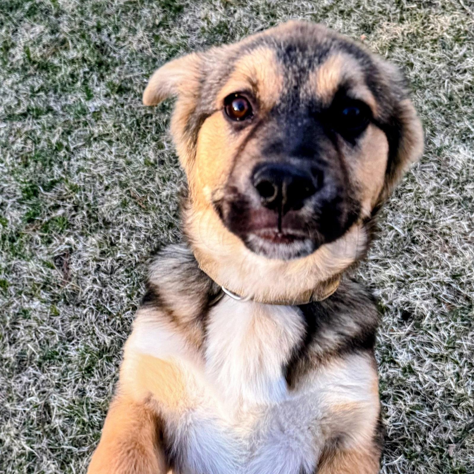 Leo, Adoptable, Young Male Shepherd.