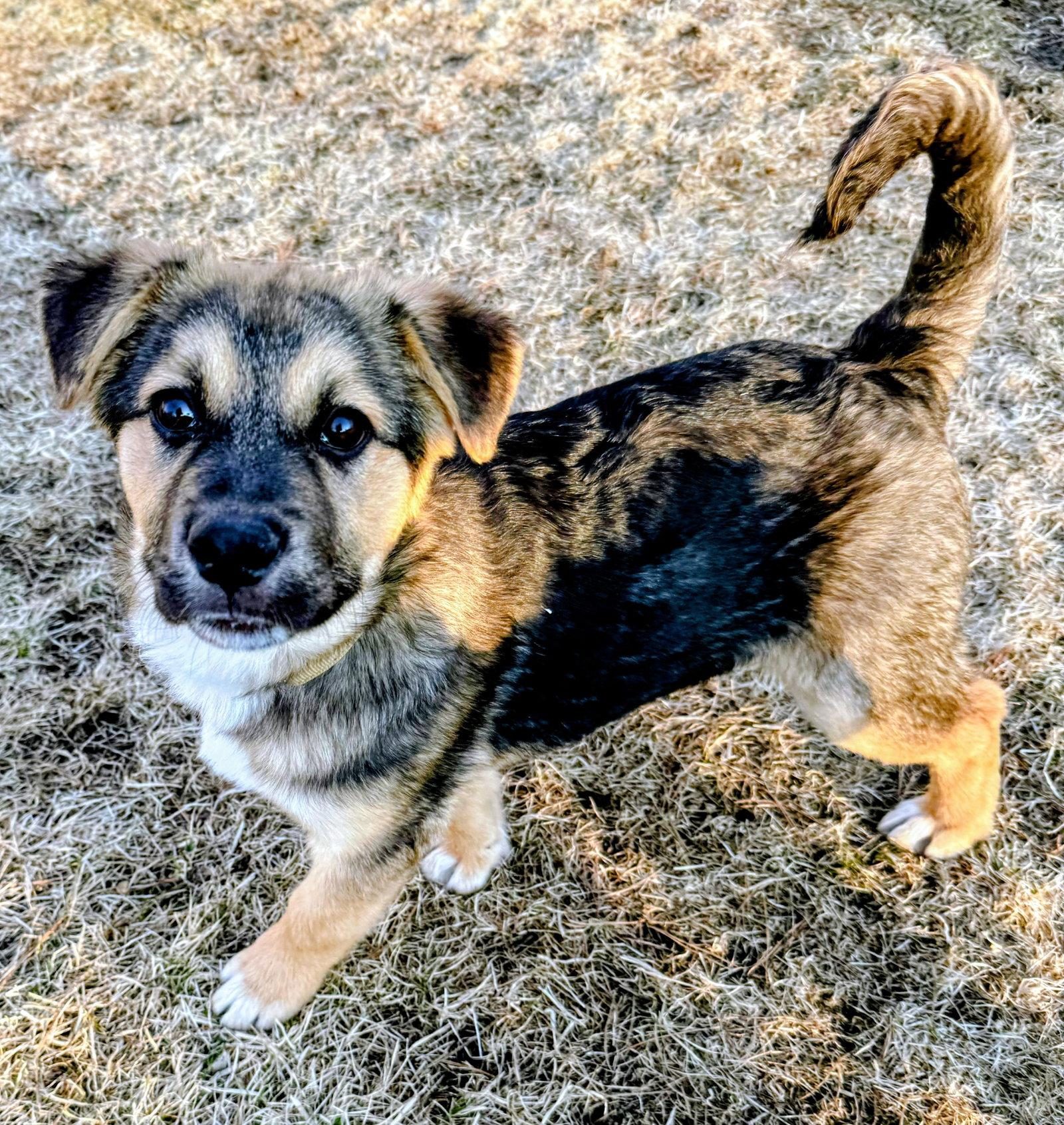 Enlarge Leo, a Adoptable Shepherd in Cottage Grove, MN image 2/3