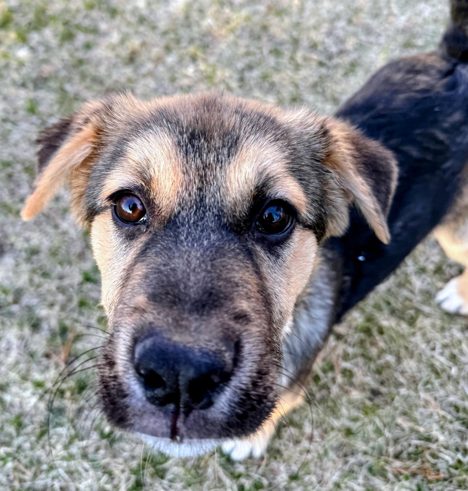 Enlarge Leo, a Adoptable Shepherd in Cottage Grove, MN image 3/3