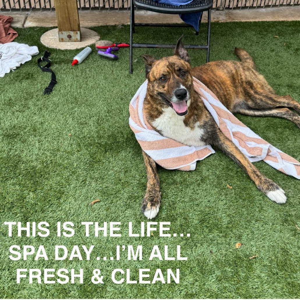 CHLOE- Sweet, established senior girl - only wants to be by your side!