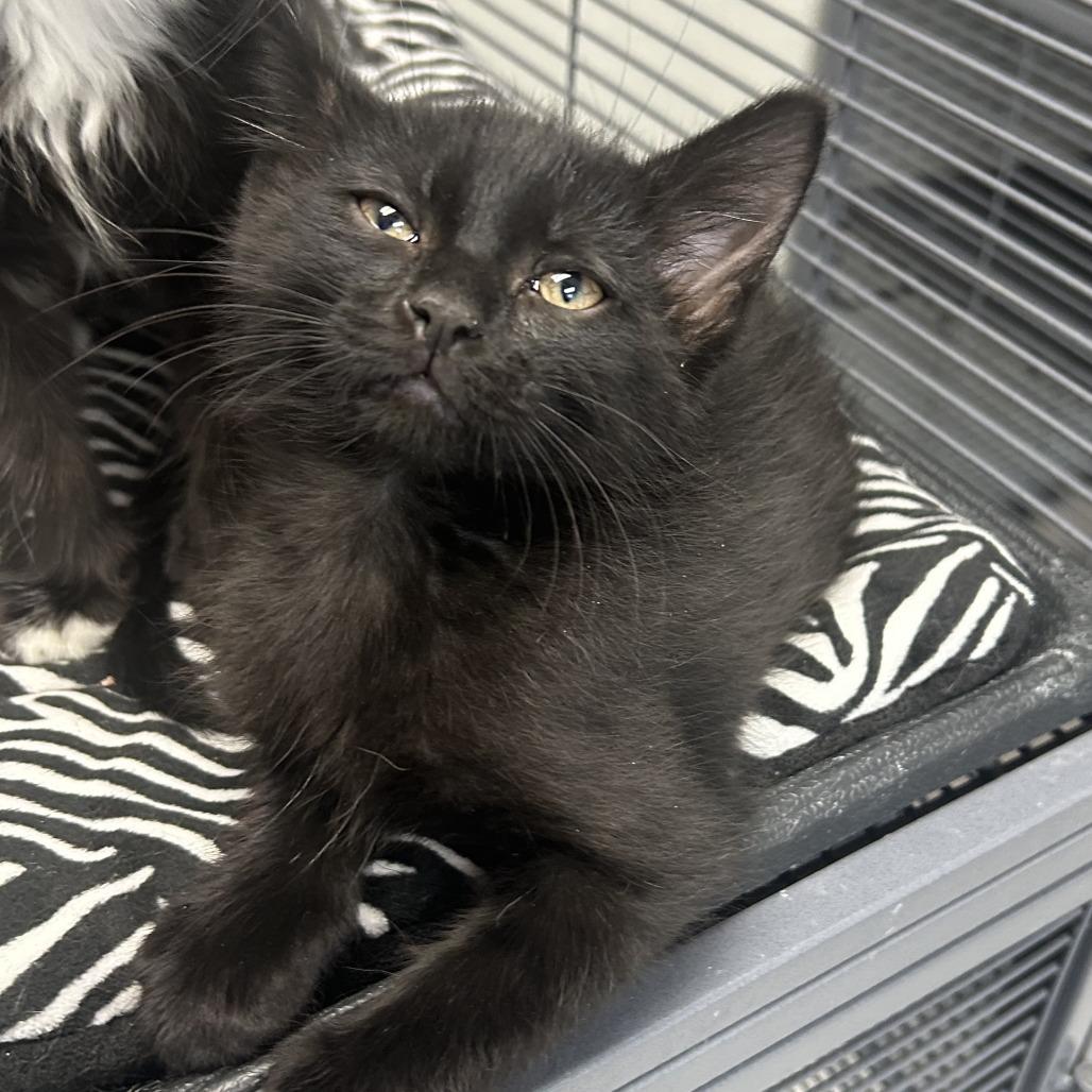 Georgie, Adoptable, Kitten Male Domestic Short Hair.