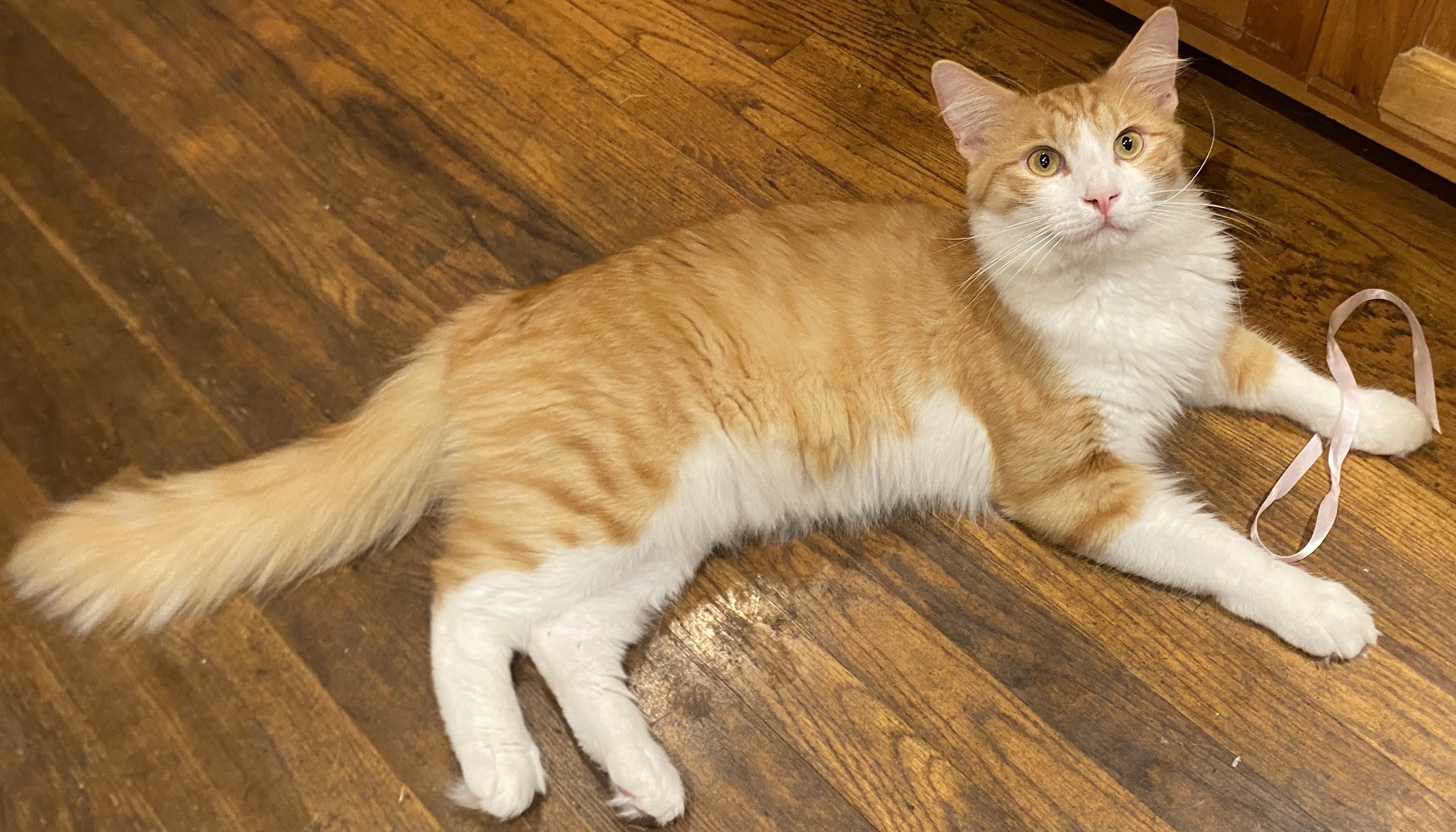 Enlarge BRONX, a Adoptable Domestic Long Hair in San Pedro, CA image 1/1