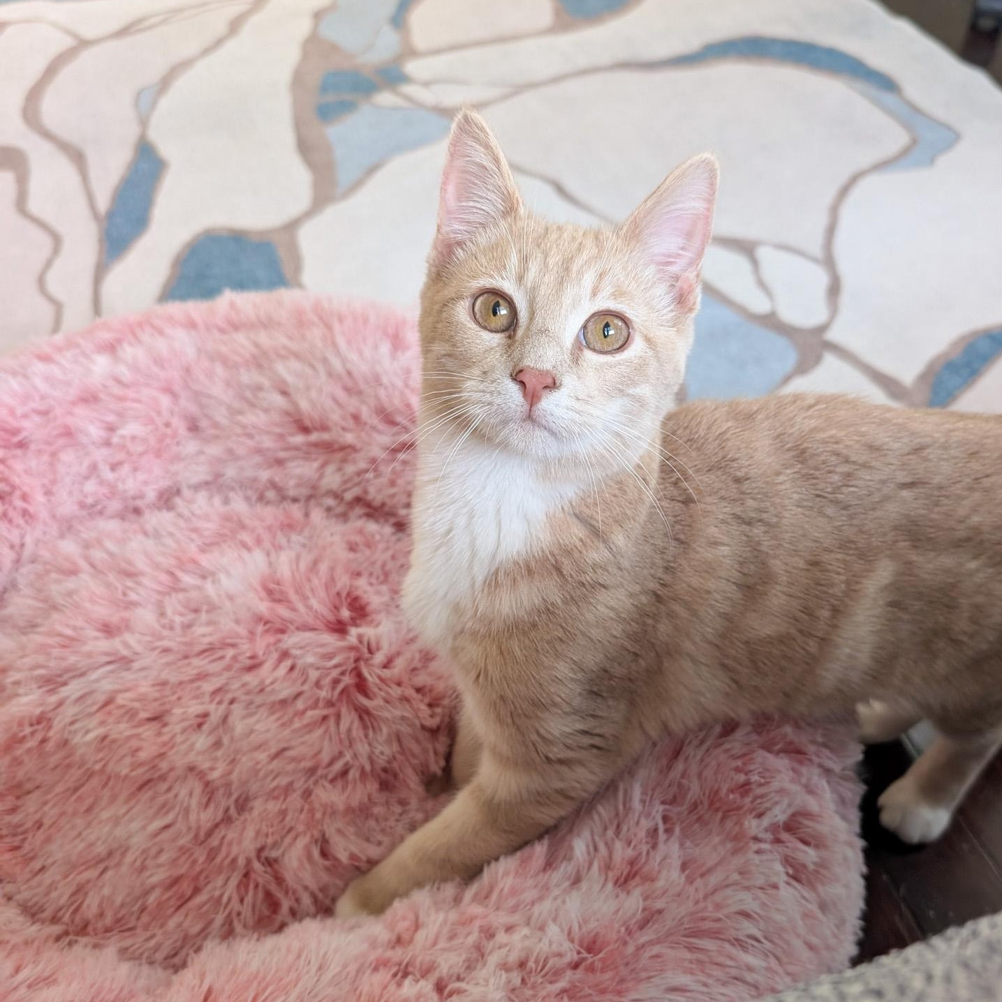 Enlarge Mello, a Adoptable Tabby in New Orleans, LA image 1/3