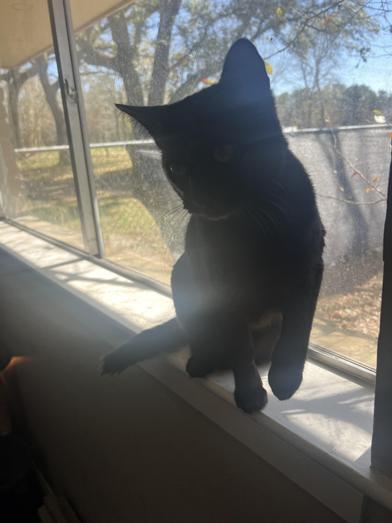 Apollo — thumbnail 2