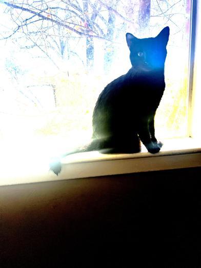 Apollo — thumbnail 3