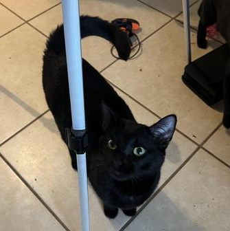 Apollo — thumbnail 5