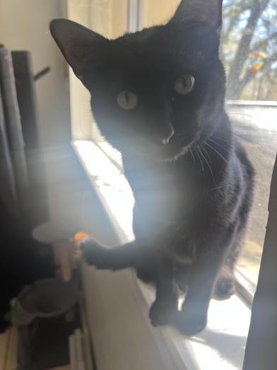 Apollo — thumbnail 6