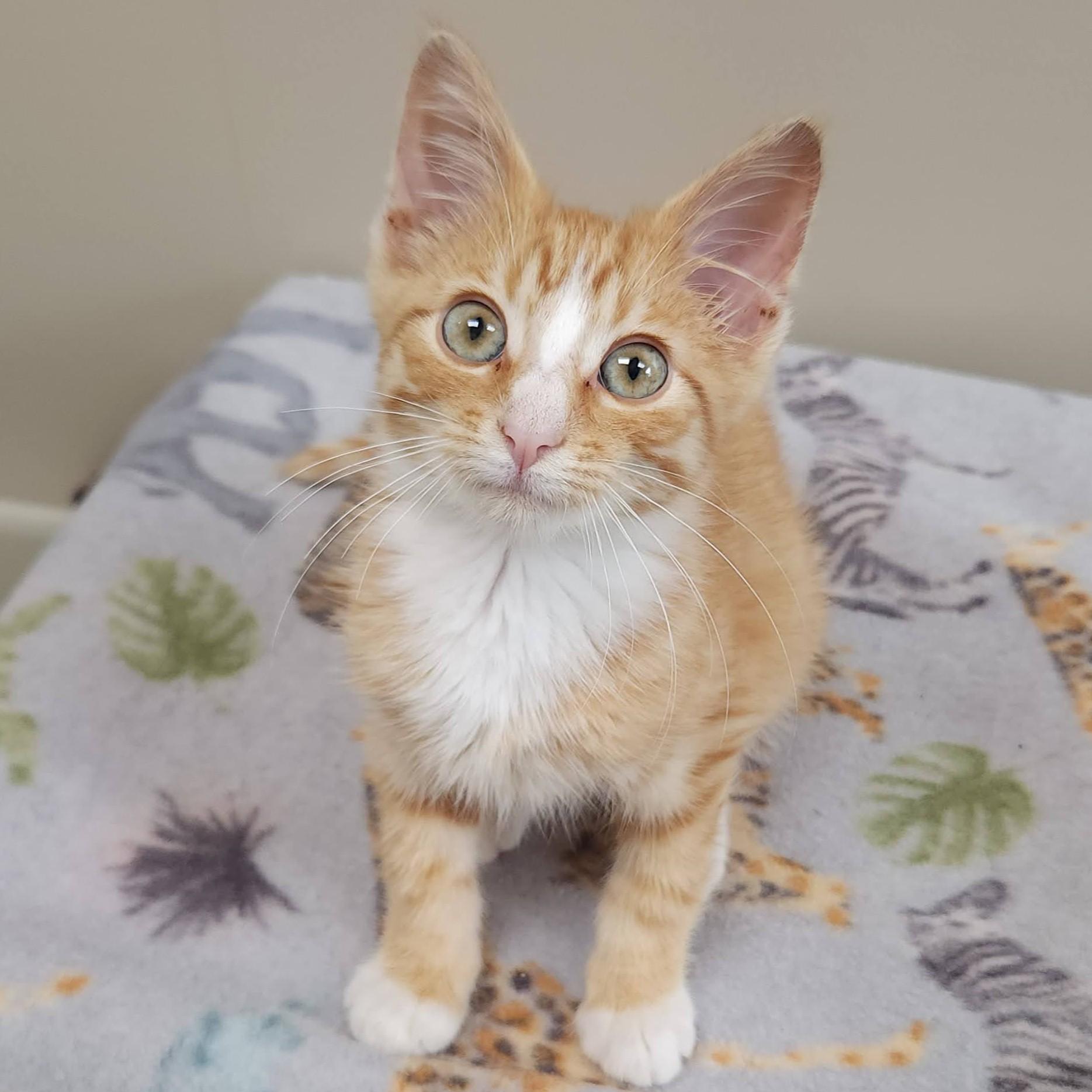 Enlarge Bartleby, a ADOPTABLE Domestic Short Hair in Marshfield, WI image 5/6