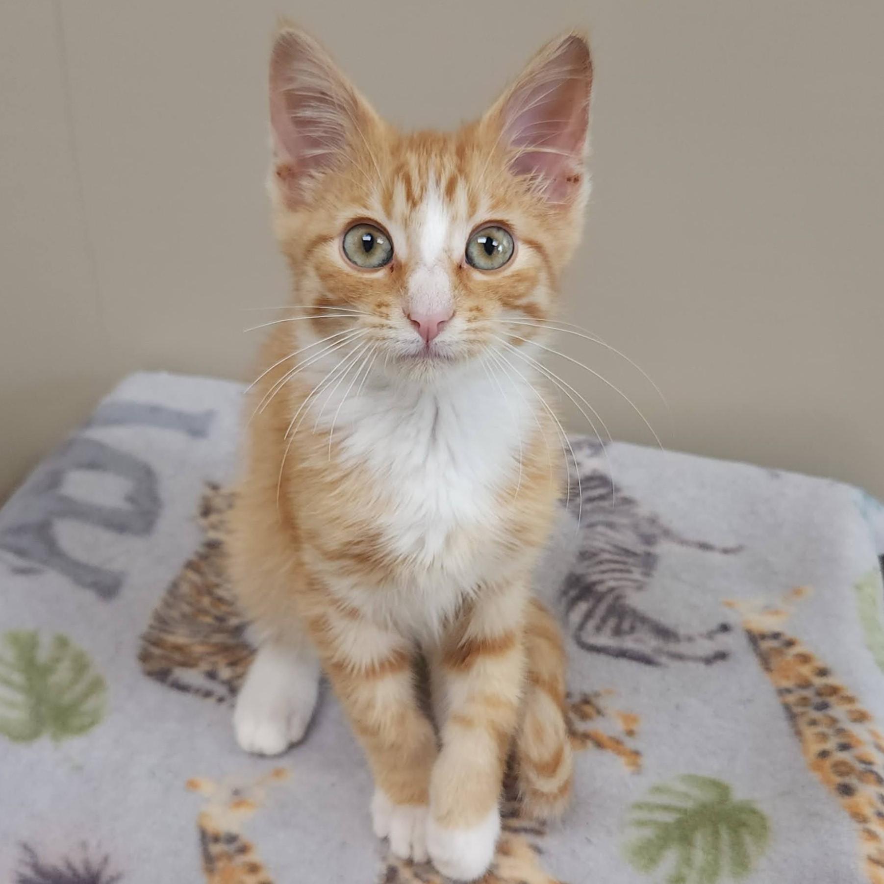 Enlarge Bartleby, a ADOPTABLE Domestic Short Hair in Marshfield, WI image 2/6