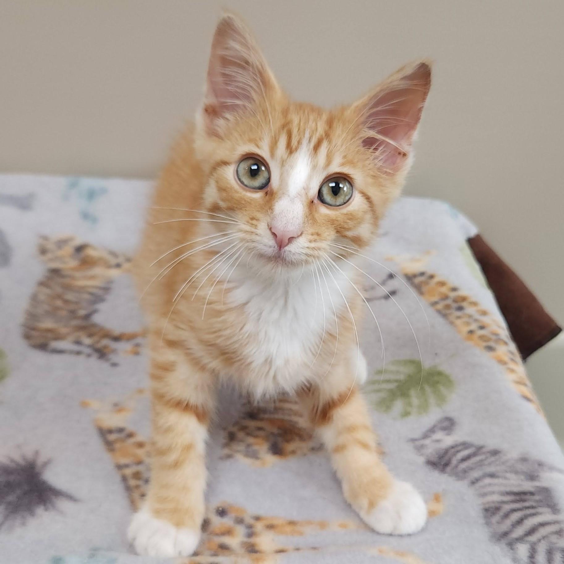 Enlarge Bartleby, a ADOPTABLE Domestic Short Hair in Marshfield, WI image 3/6