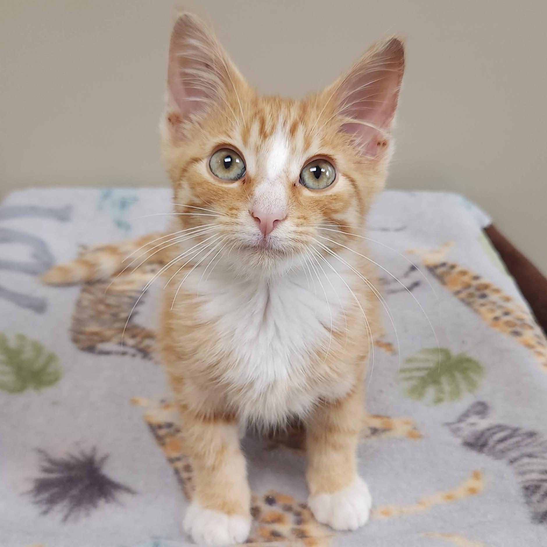Enlarge Bartleby, a ADOPTABLE Domestic Short Hair in Marshfield, WI image 1/6