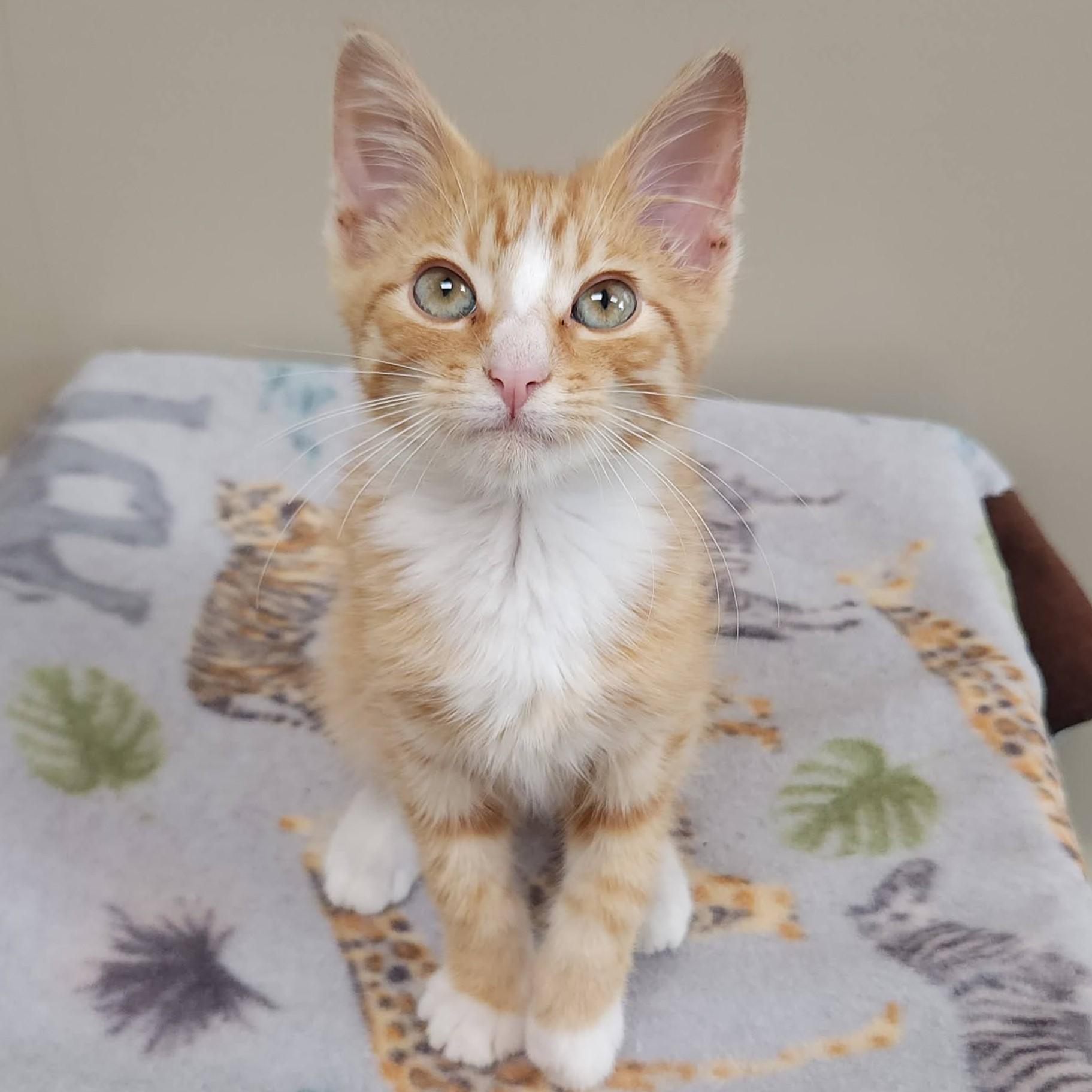 Enlarge Bartleby, a ADOPTABLE Domestic Short Hair in Marshfield, WI image 4/6