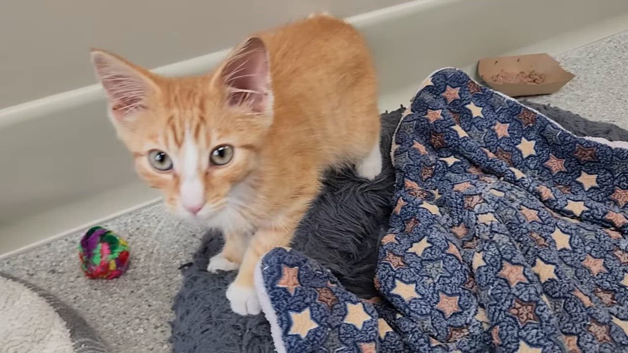 Enlarge Bartleby, a ADOPTABLE Domestic Short Hair in Marshfield, WI video 6/6