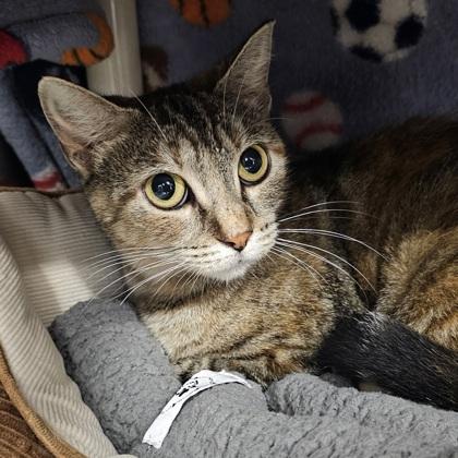 Bo Peep, Adoptable, Adult Female Domestic Short Hair & Domestic Short Hair.