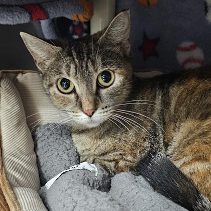 Enlarge Bo Peep, a Adoptable mixed breed in Scotia, NY image 2/2