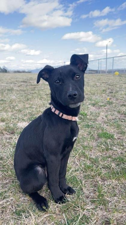 Enlarge Pumpkin, a Adoptable mixed breed in Beatrice, NE image 1/3