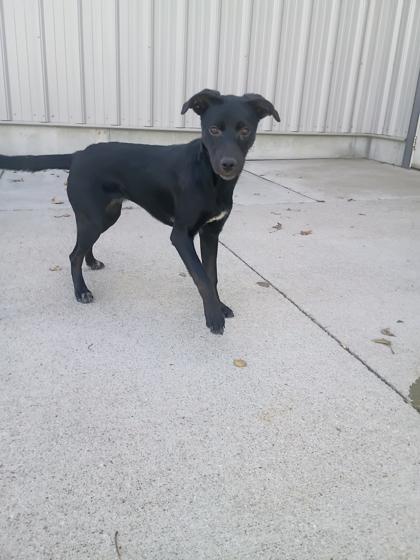 Pumpkin, Adoptable, Young Female Mixed Breed & Mixed Breed.