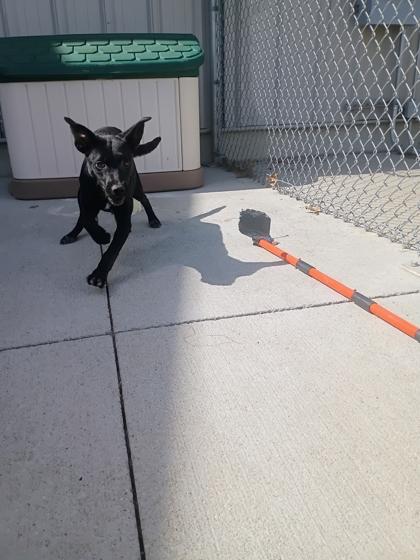 Enlarge Pumpkin, a Adoptable mixed breed in Beatrice, NE image 2/2
